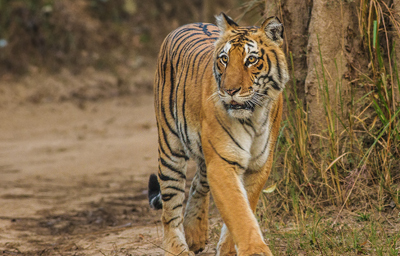 Book Tour Packages From Delhi | Trip Packages From Delhi